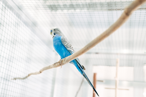 A bright blue budgerigar is perched on a thin branch inside a spacious, light-filled enclosure.