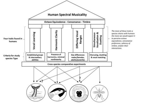 A schematic shows the concept of “Human Spectral Musicality” supported by four key vocal traits across species, illustrating how cross-species comparisons can reveal which animals share human-like musical abilities.